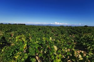 Côtes du Rhône vineyards