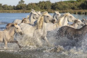 The horse of Camargue